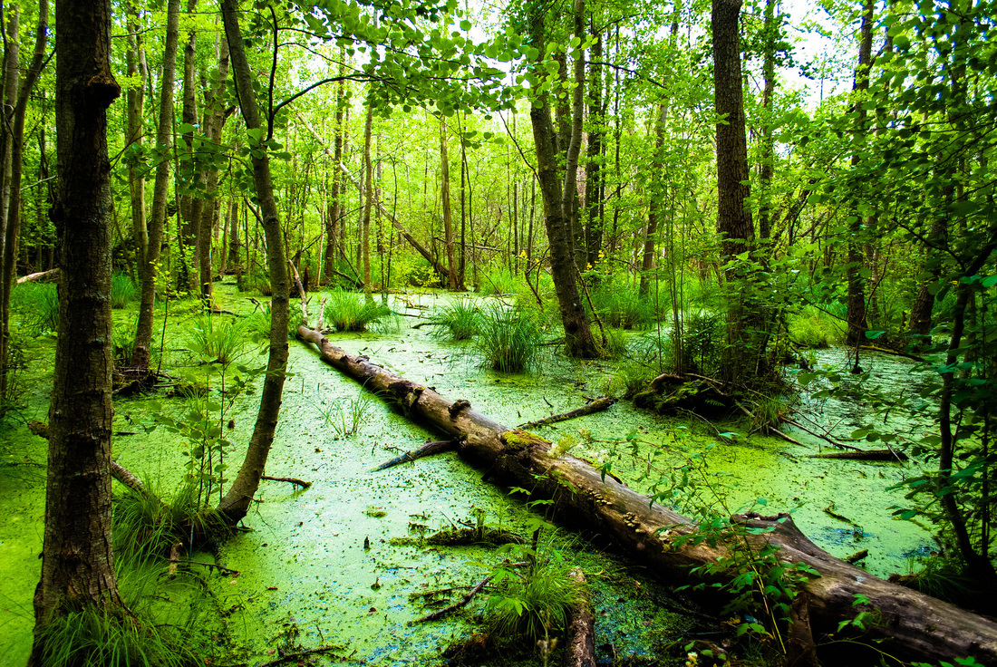 freshwater swamps